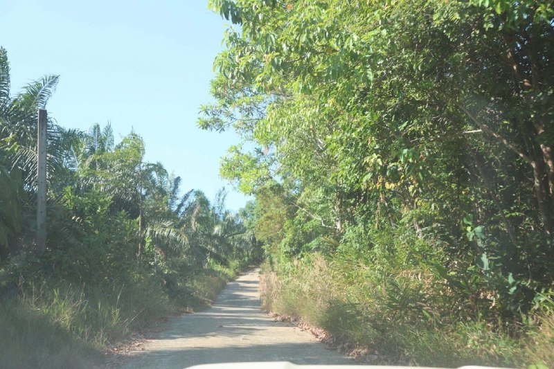 Новая дорога на Пхукете против пробок