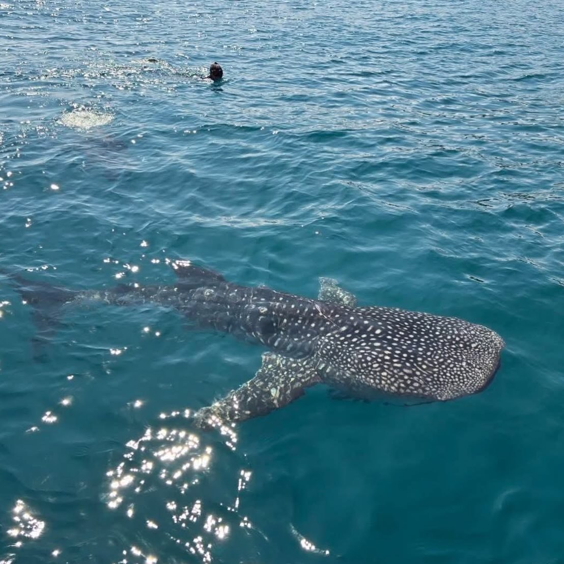 Встреча с китовой акулой в Таиланде