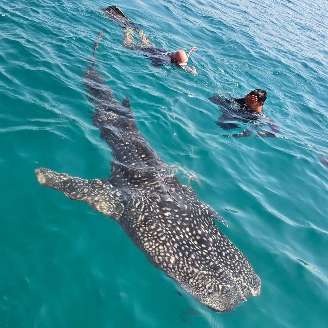 Встреча с китовой акулой в Таиланде