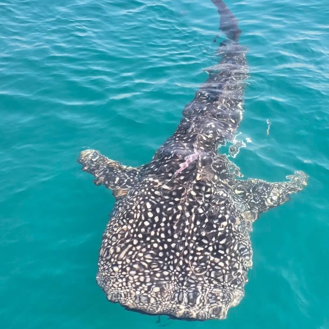 Встреча с китовой акулой в Таиланде