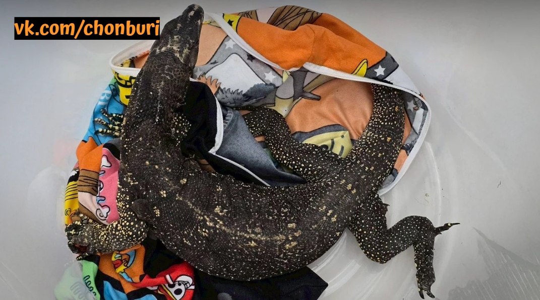 Остановлена контрабанда диких животных