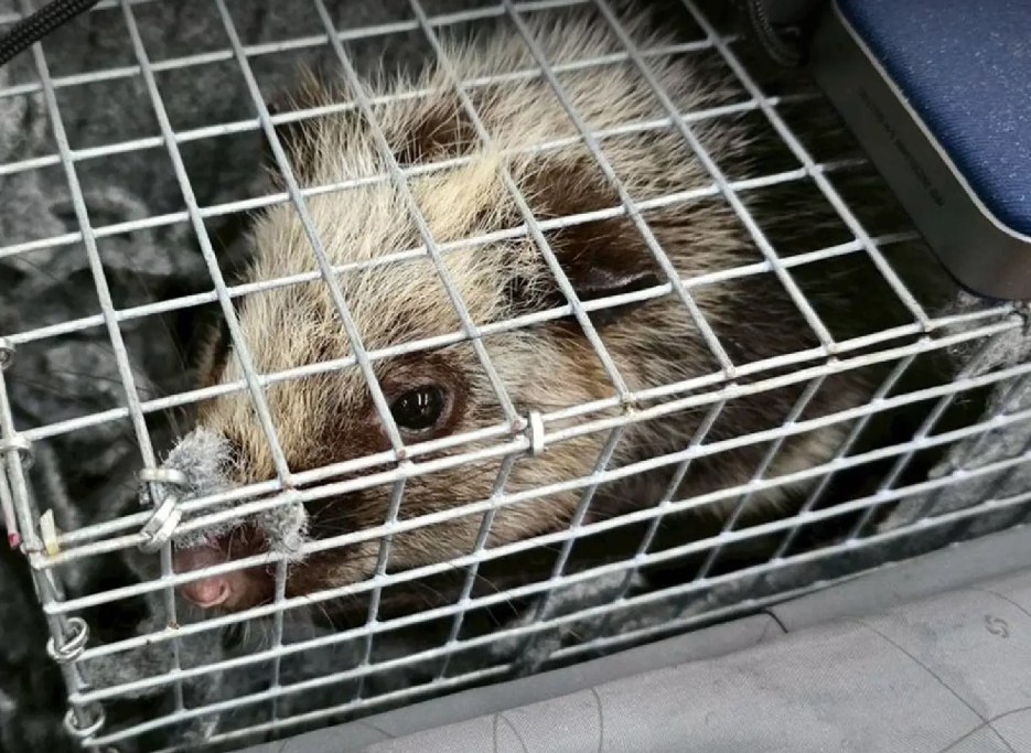 Остановлена контрабанда диких животных