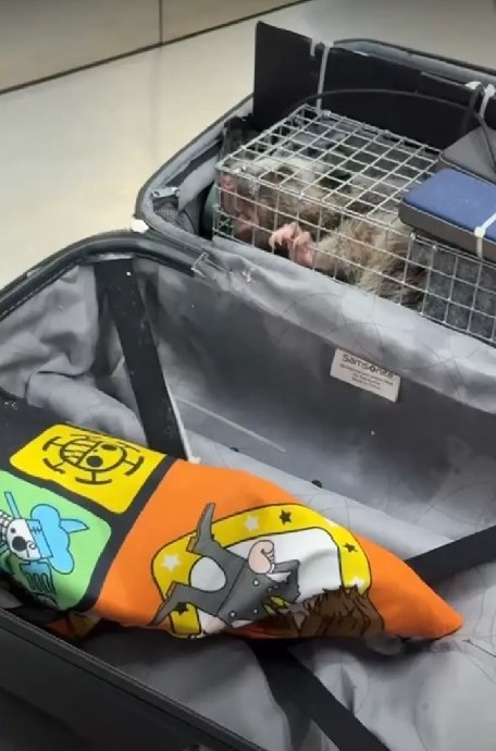 Остановлена контрабанда диких животных