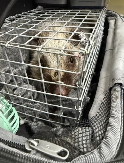 Остановлена контрабанда диких животных