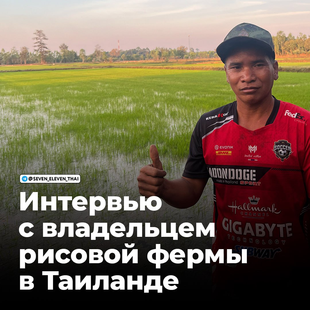 Интервью с владельцем рисовой фермы