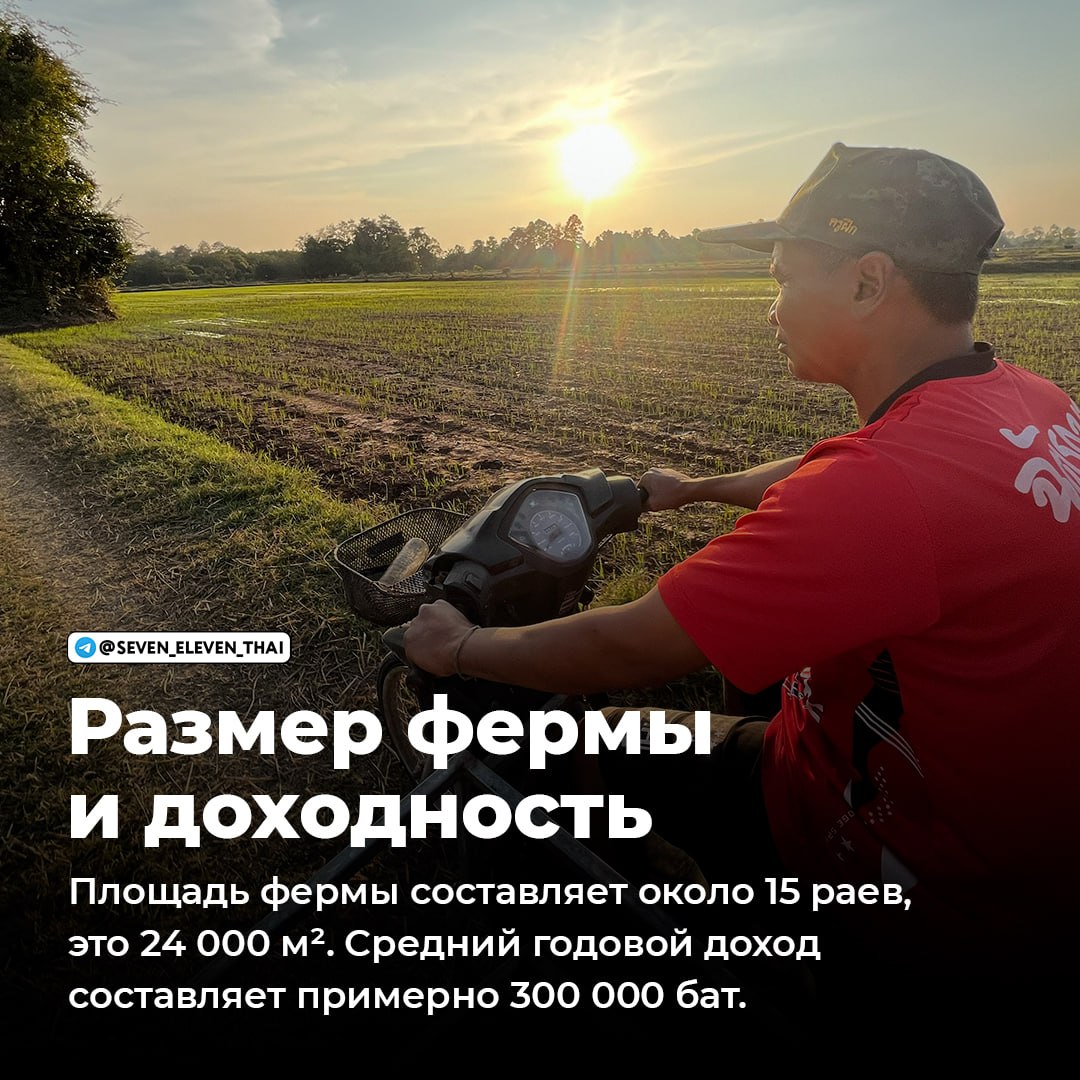 Интервью с владельцем рисовой фермы