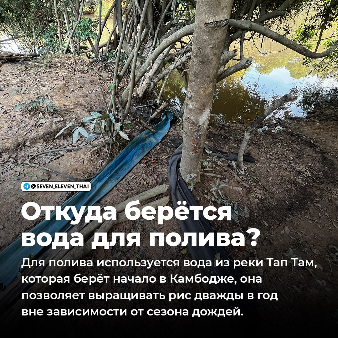 Интервью с владельцем рисовой фермы