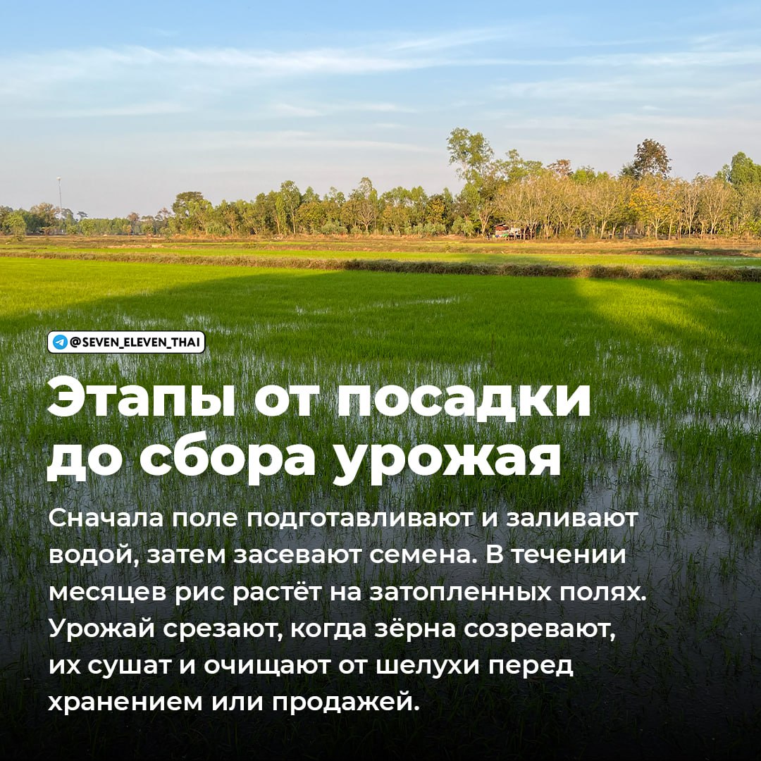 Интервью с владельцем рисовой фермы