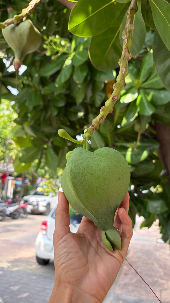 Удивительное растение баррингтония азиатская