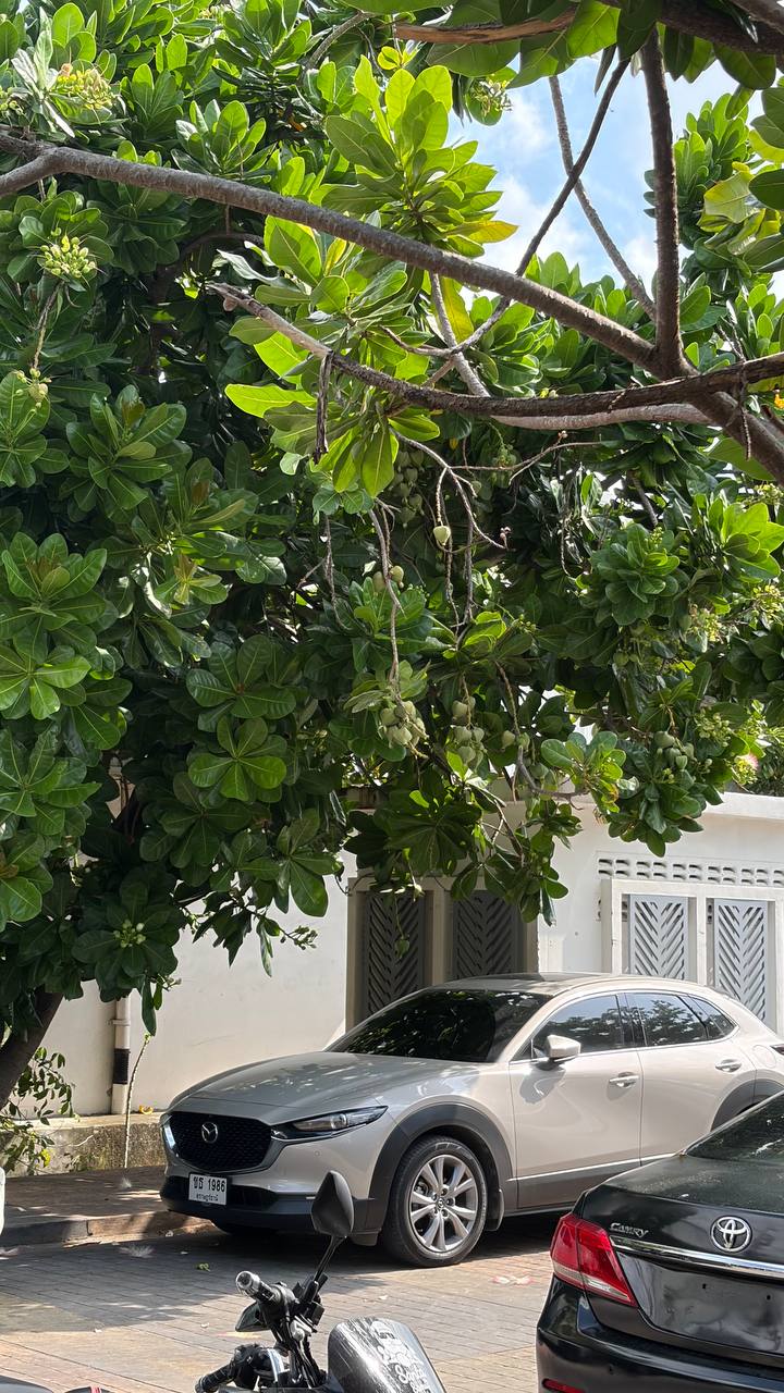 Удивительное растение баррингтония азиатская