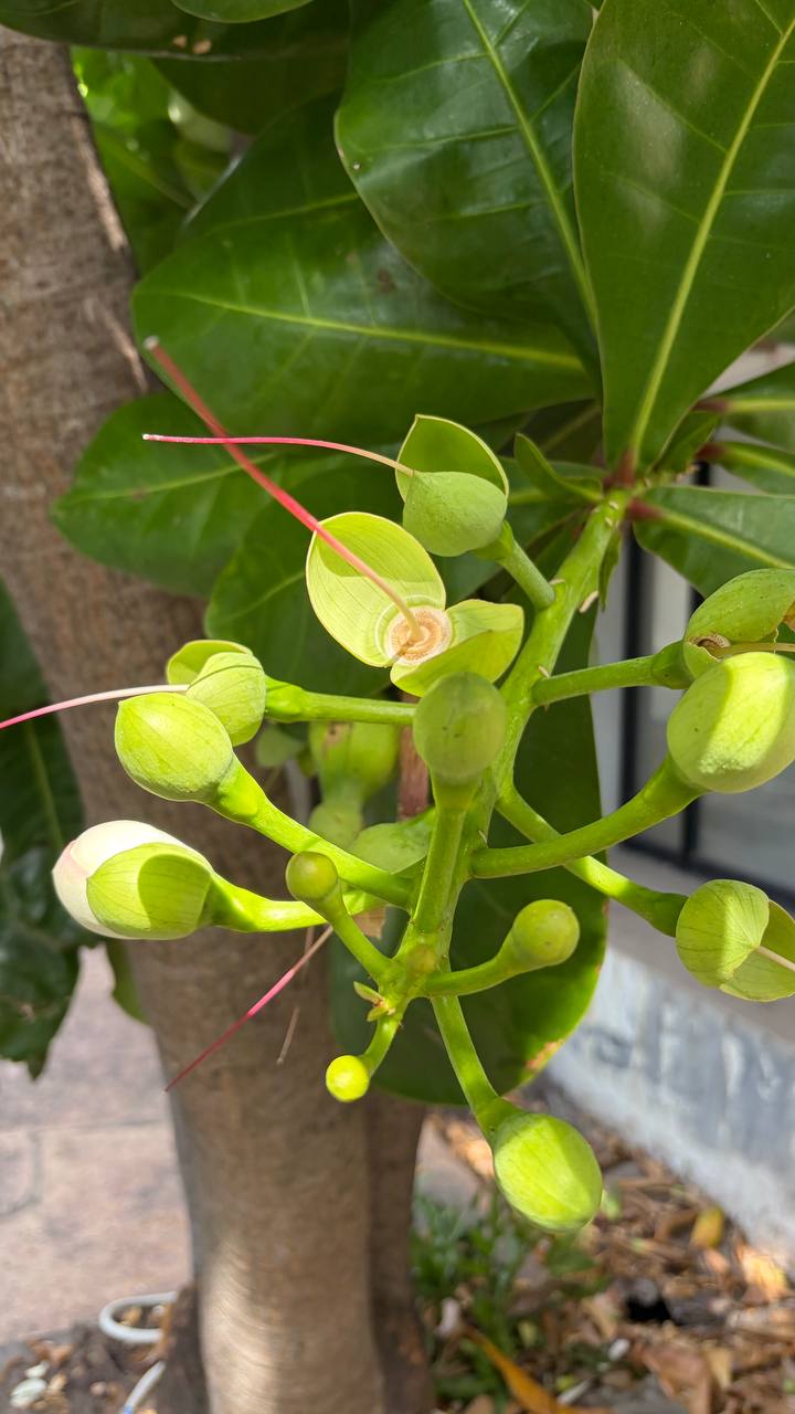 Удивительное растение баррингтония азиатская