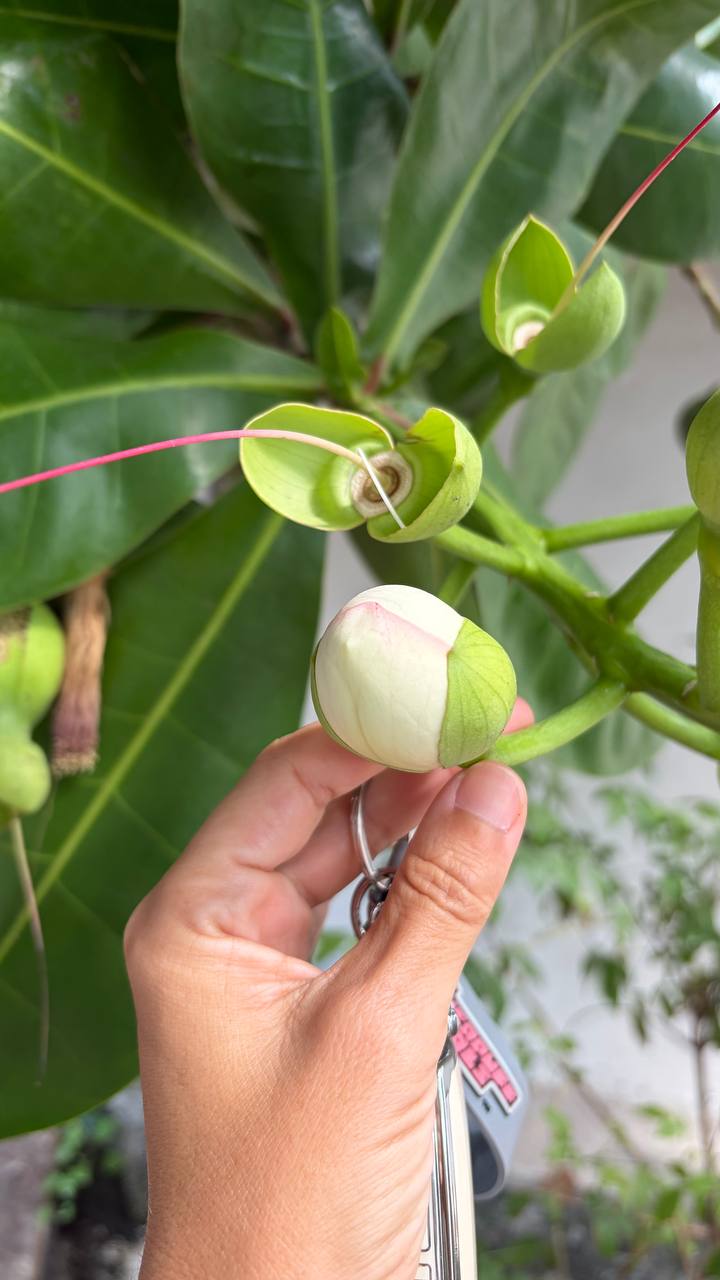 Удивительное растение баррингтония азиатская