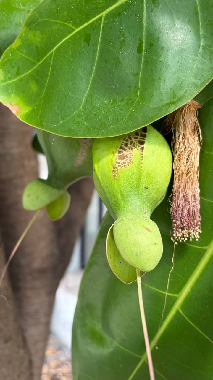 Удивительное растение баррингтония азиатская