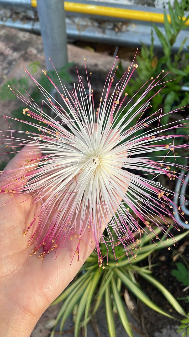 Удивительное растение баррингтония азиатская