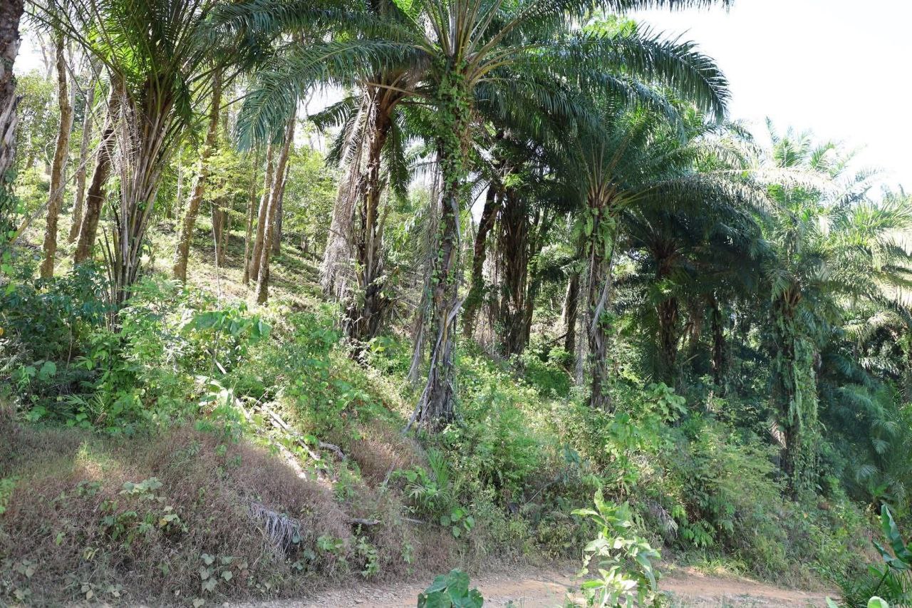 Строительство новой дороги на острове