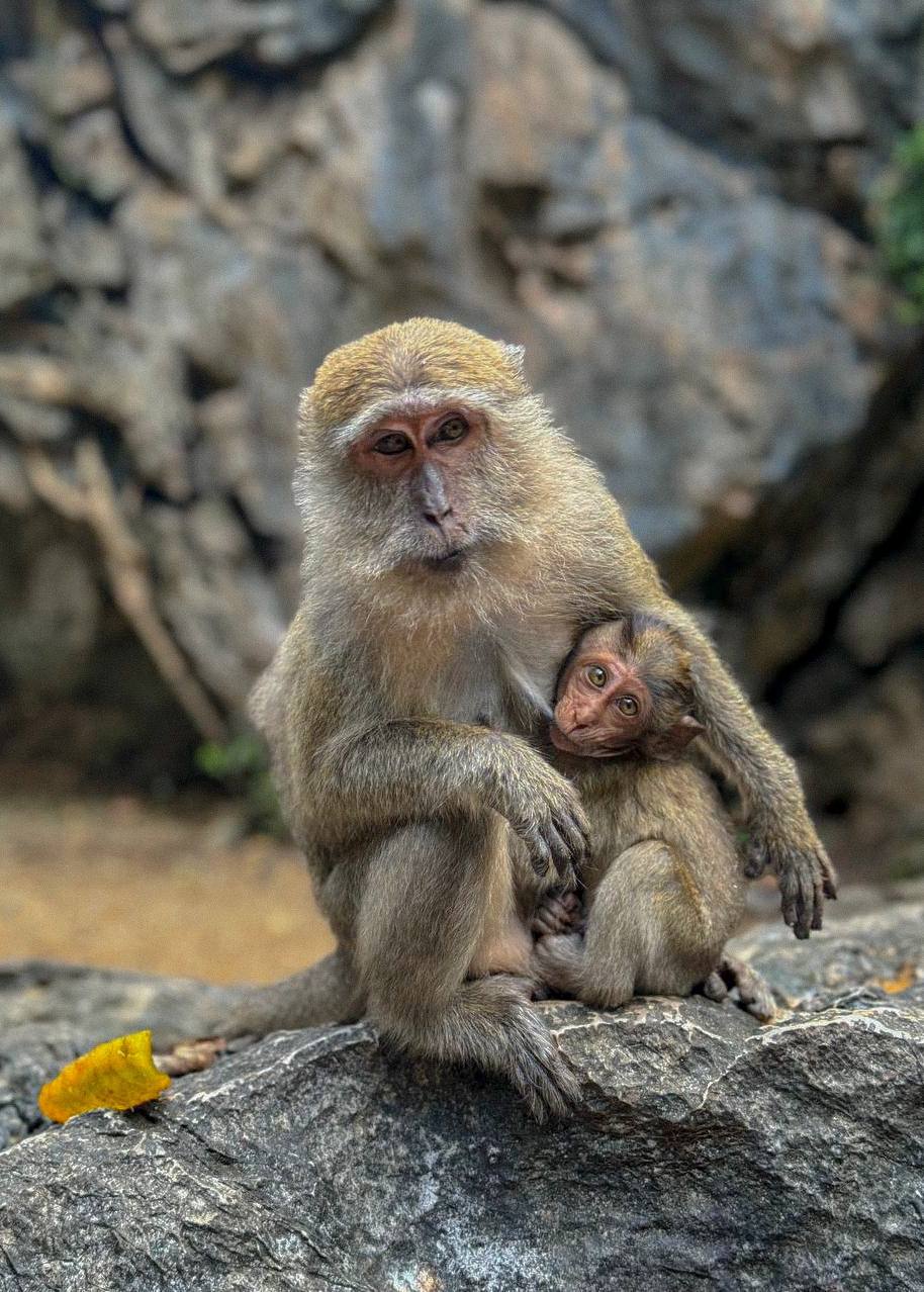 Као Лак Сафари: Приключение в Таиланде
