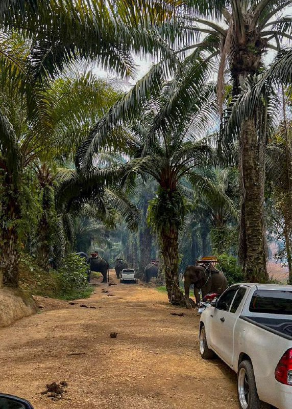 Као Лак Сафари: Приключение в Таиланде