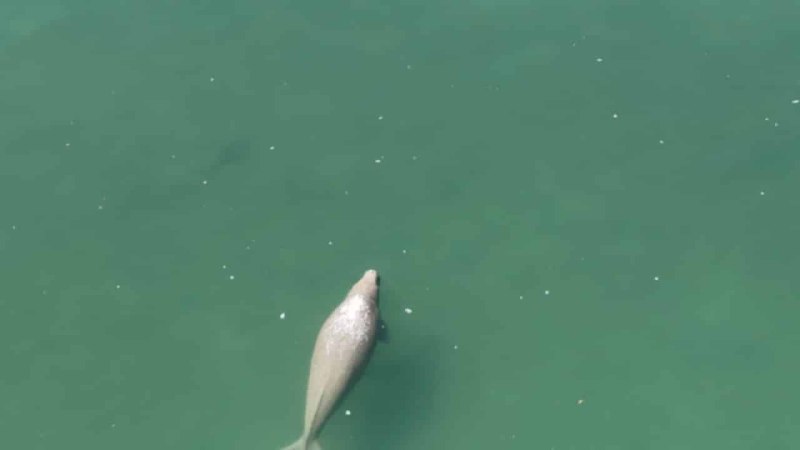 Забота о дюгонях в Таиланде