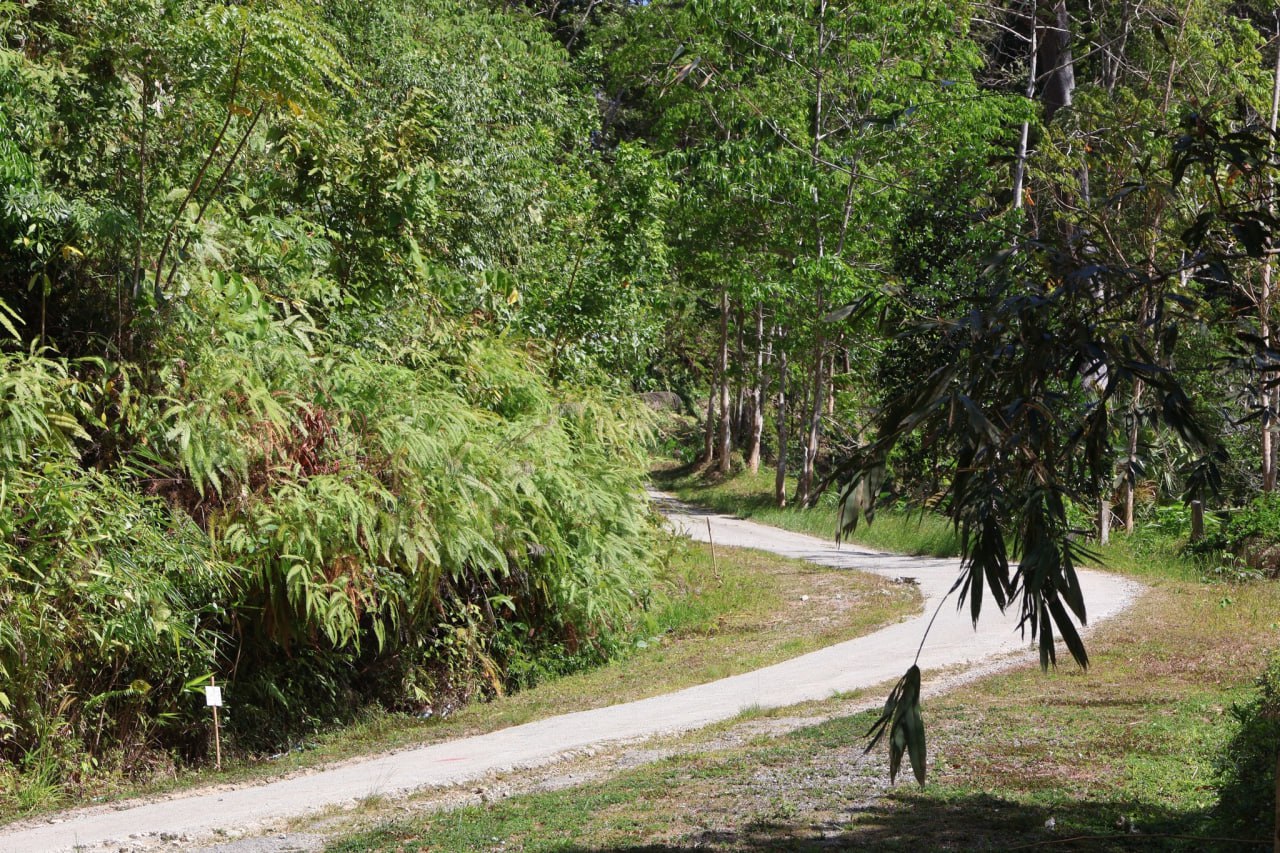 Продолжение работ на дороге Чалонг-Патонг