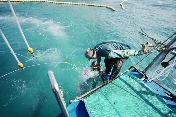 Лицензирование морских прогулок в Паттайе