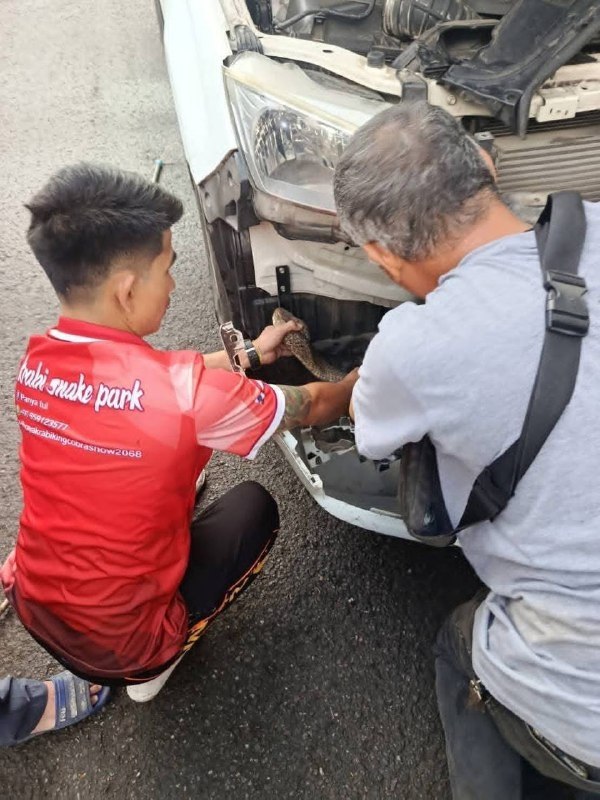 Змея в автомобиле в Таиланде