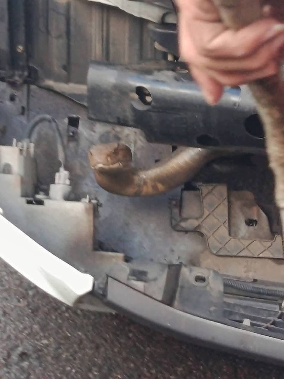 Змея в автомобиле в Таиланде