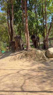 Путешествие и местные аттракционы