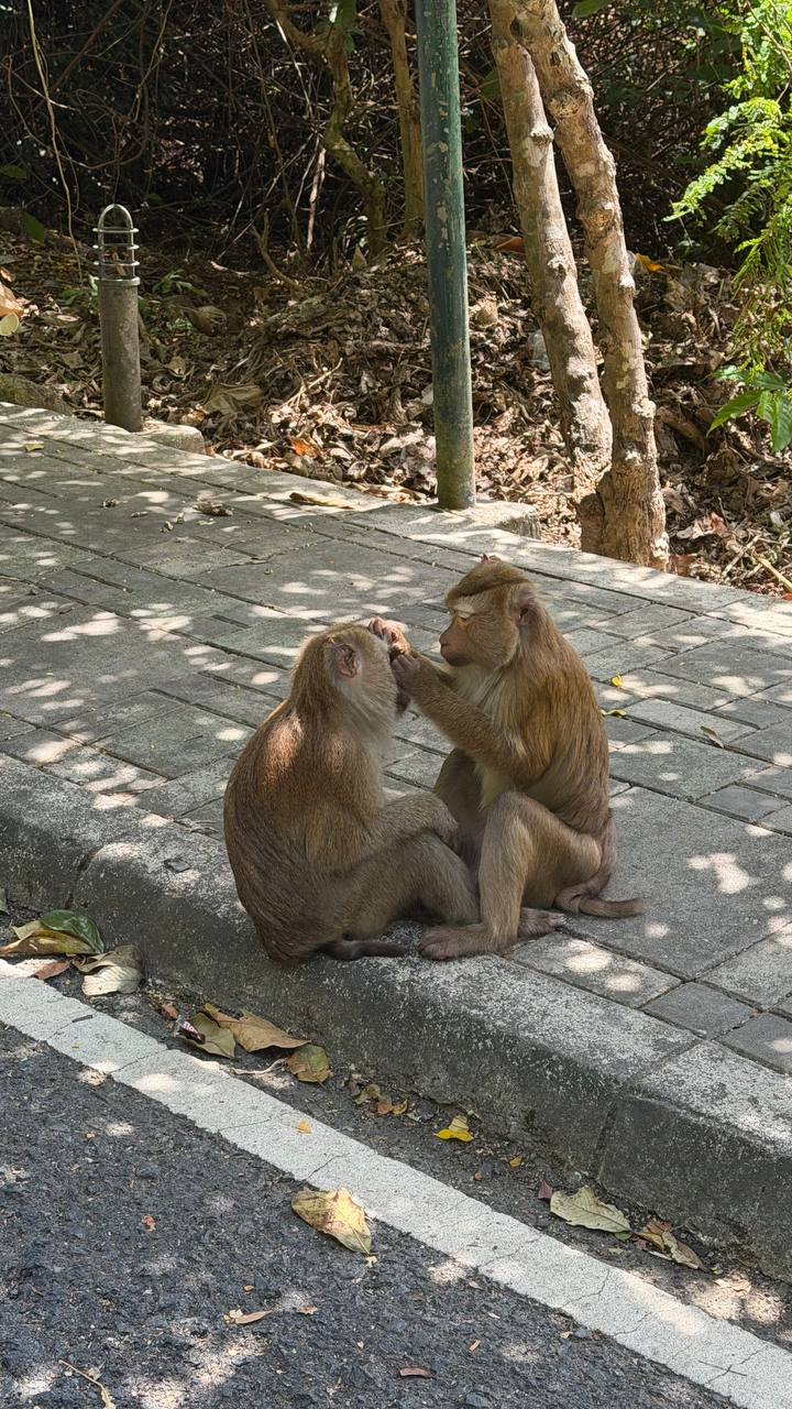 Путешествие и местные аттракционы
