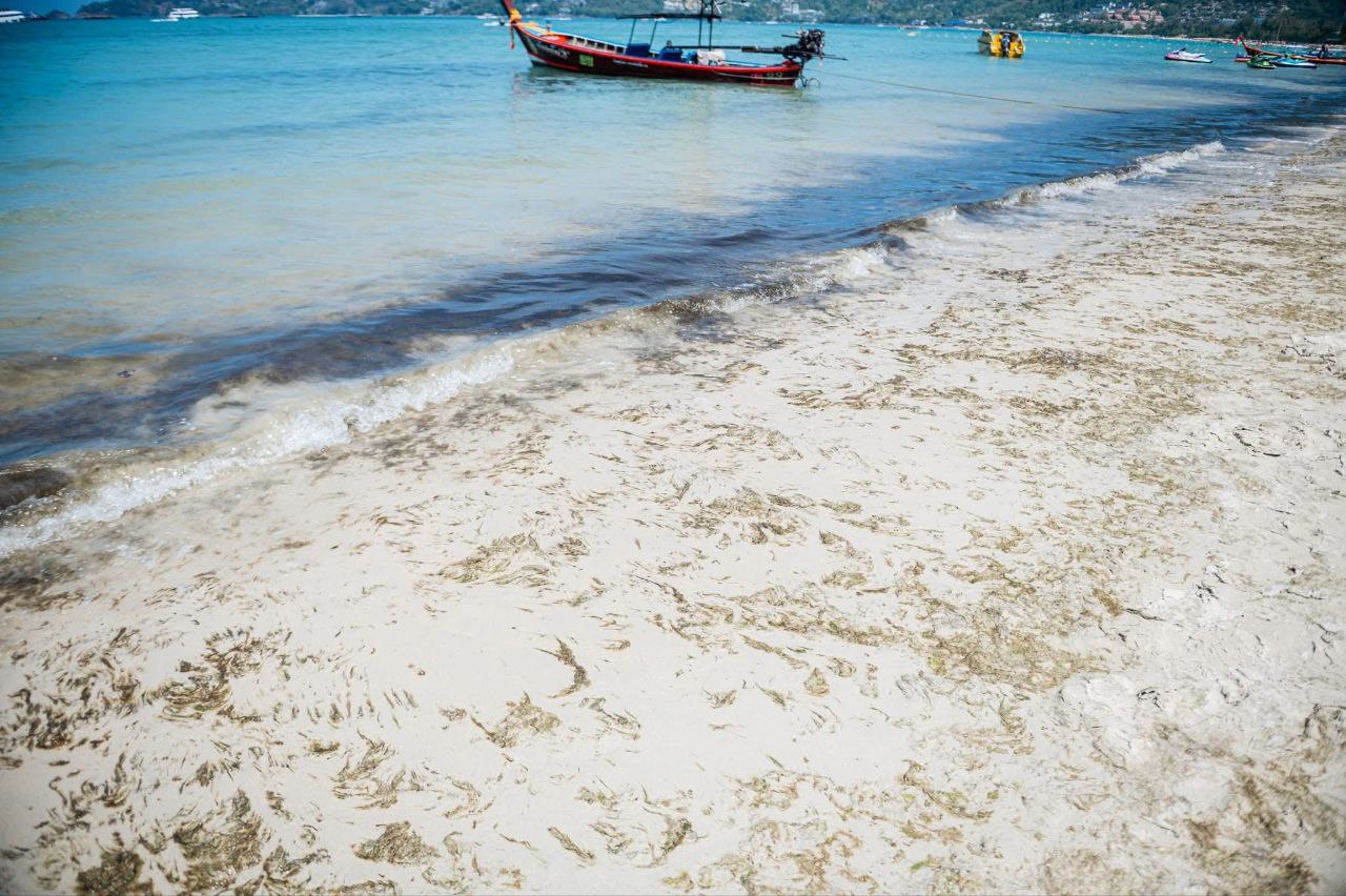 Уборка водорослей на пляже Патонг