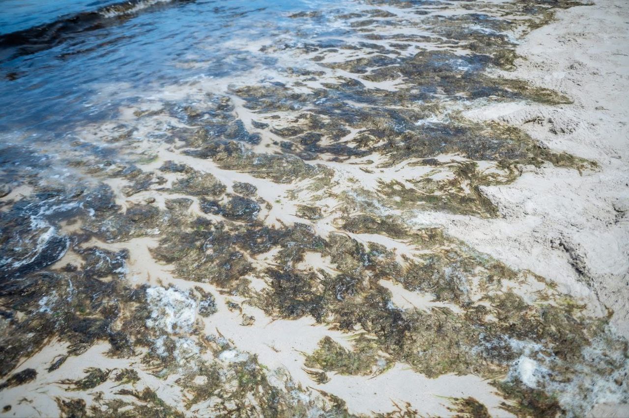 Уборка водорослей на пляже Патонг