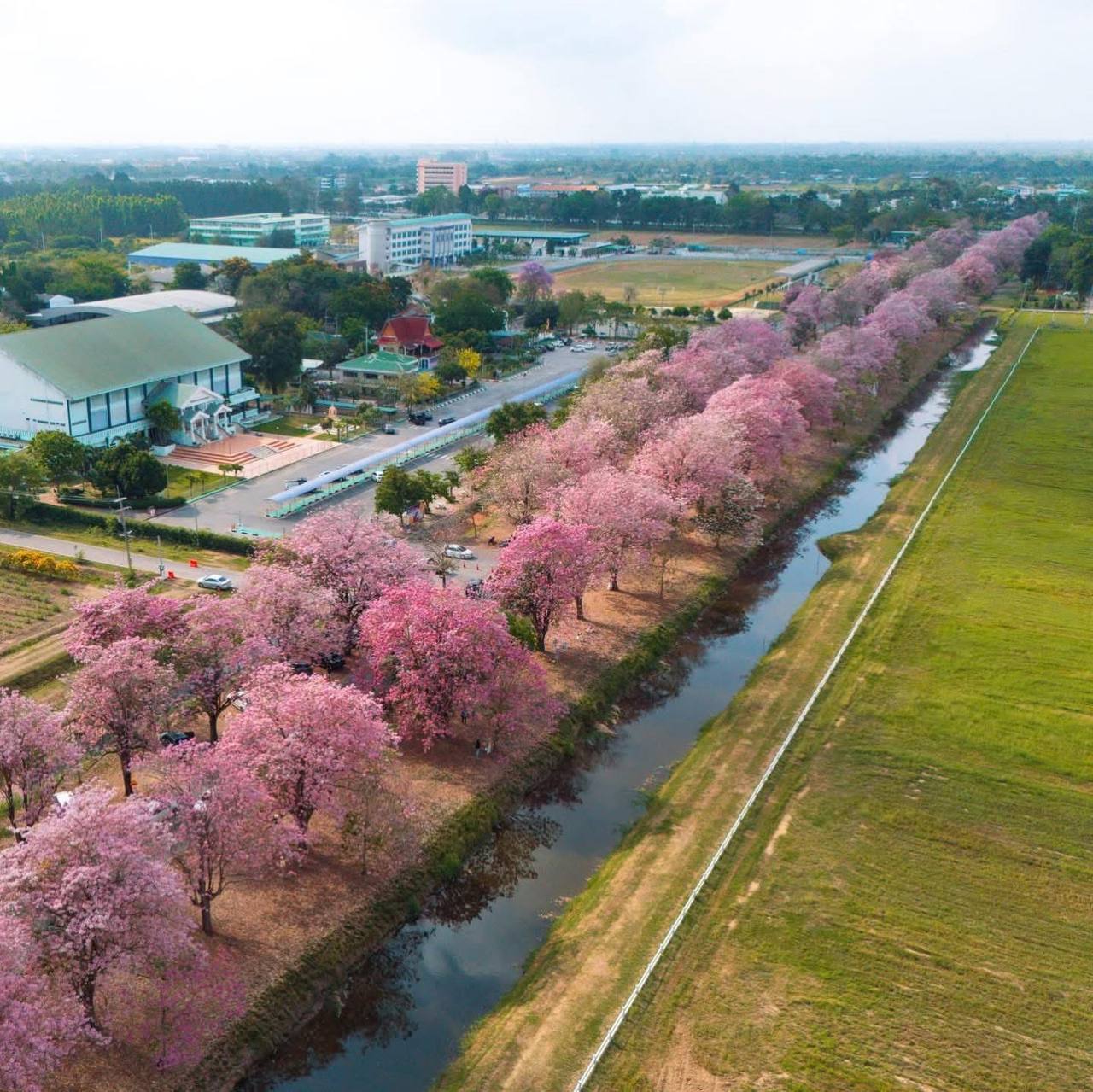 Сезонная экскурсия: розовая аллея в Таиланде