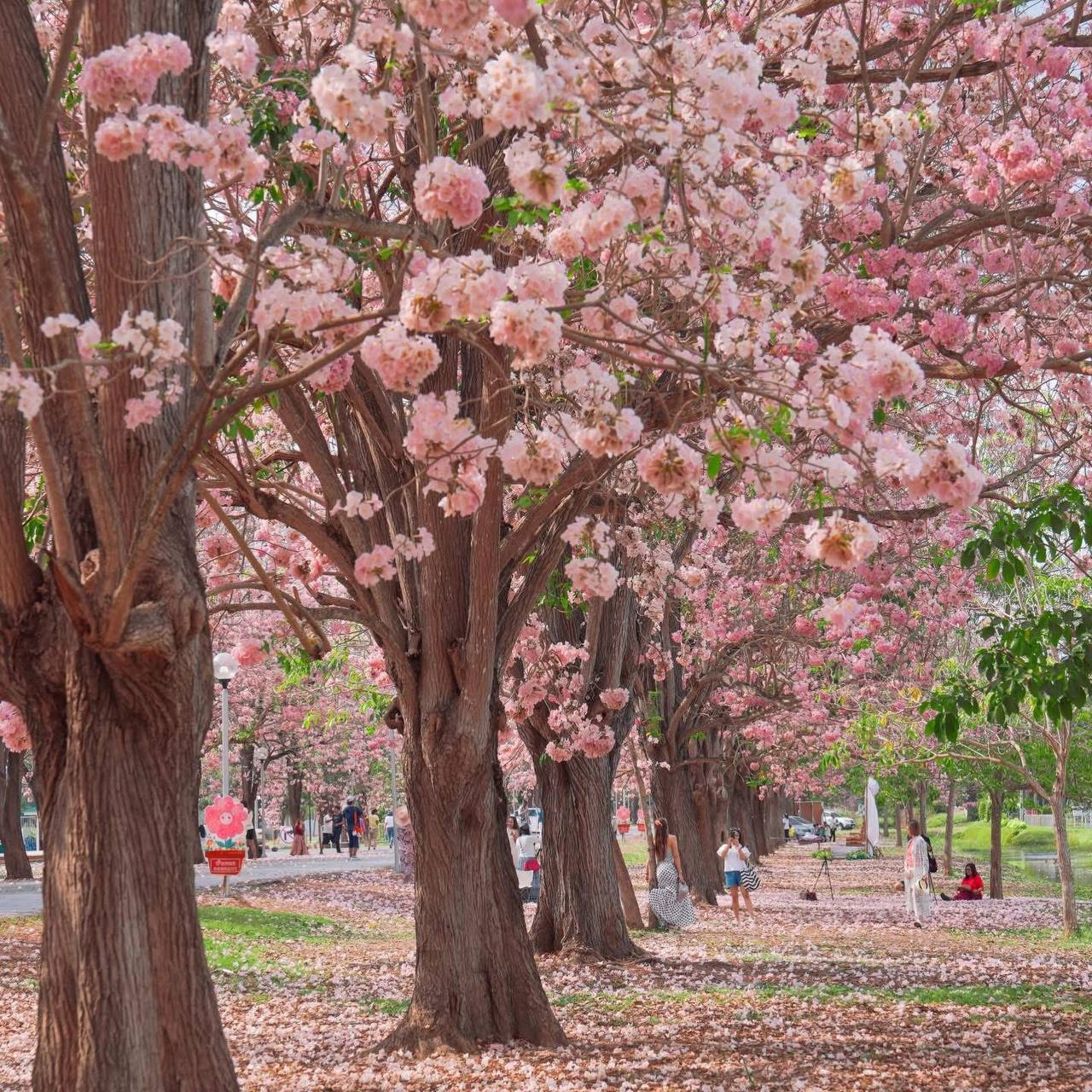 Сезонная экскурсия: розовая аллея в Таиланде