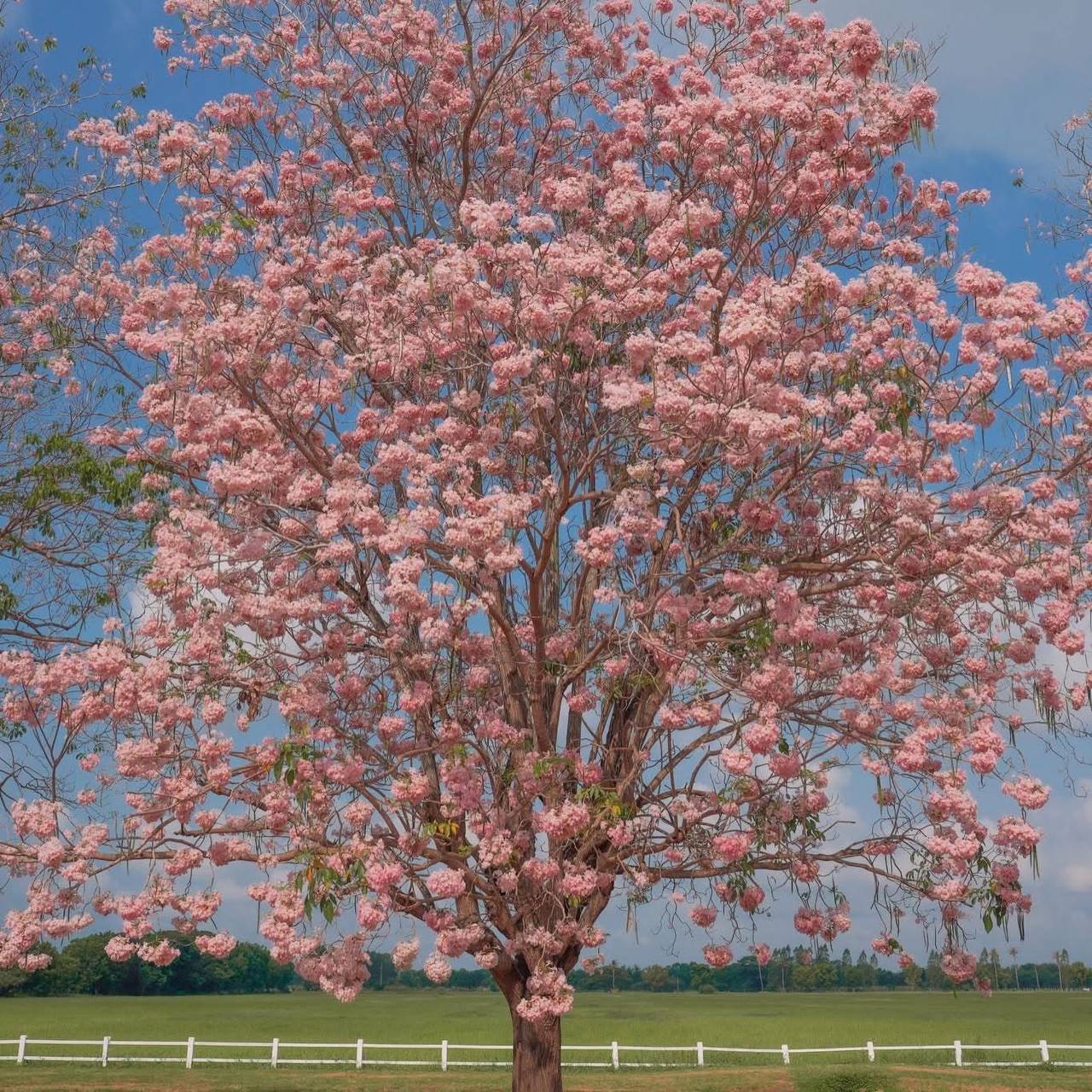 Сезонная экскурсия: розовая аллея в Таиланде