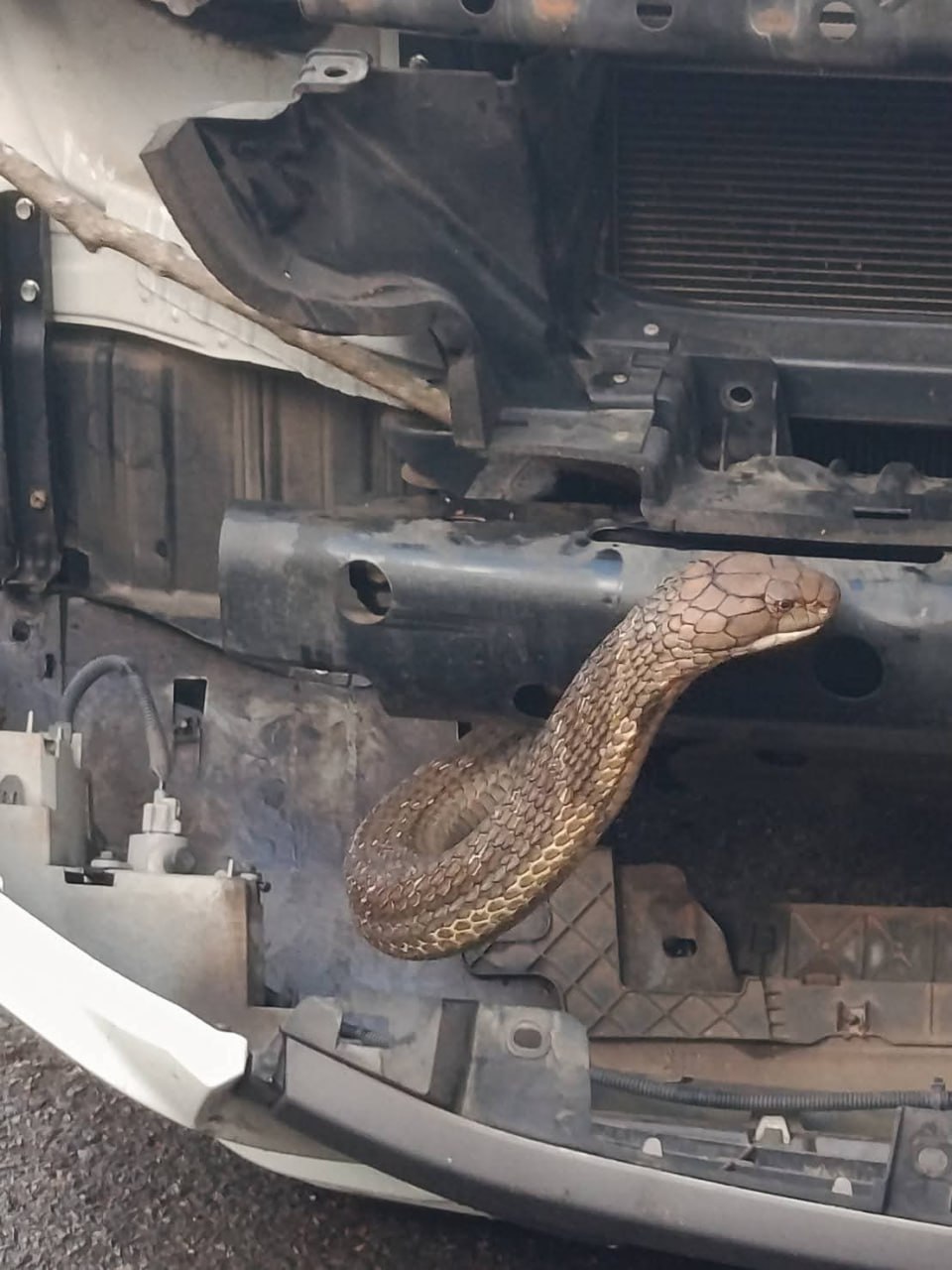 Рекордная кобра поймана в Пханг-Нга