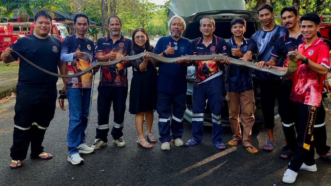 Рекордная кобра на Пхукете!