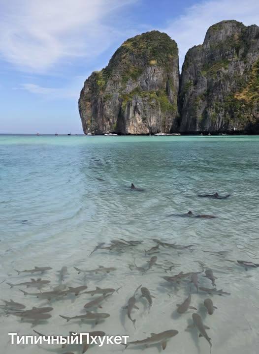 Майя Бэй, Таиланд: природа и жильё