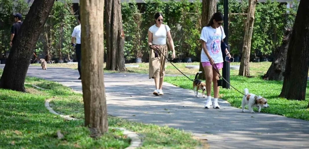 Новый парк для собак в Бангкоке
