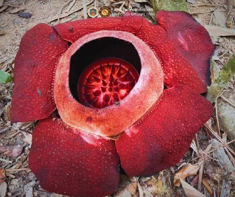 Цветение раффлезии в Кхао Соке