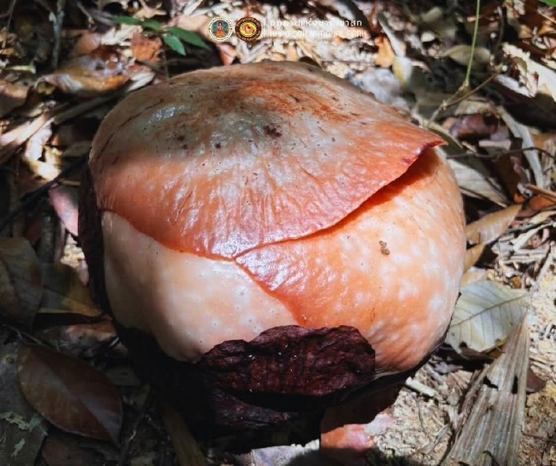 Цветение раффлезии в Кхао Соке