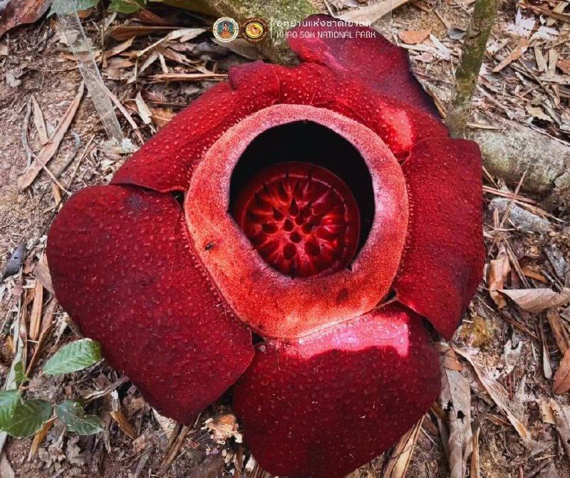 Цветение раффлезии в Кхао Соке