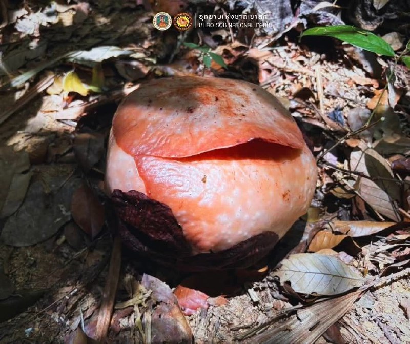 Цветение раффлезии в Кхао Соке