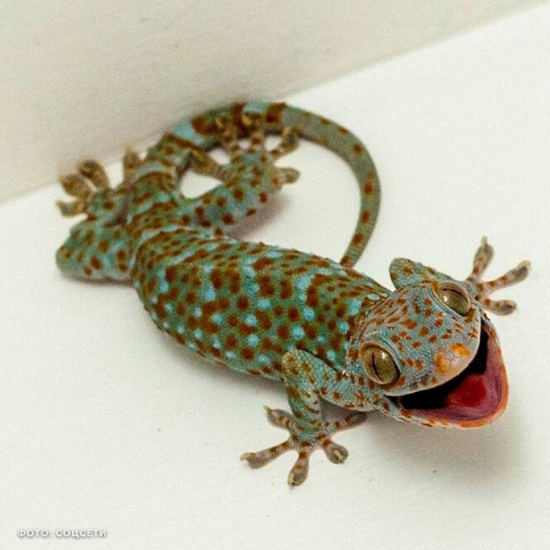 Нежданный гость в московской квартире