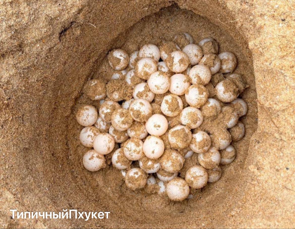 Редкое гнездо черепахи на пляже