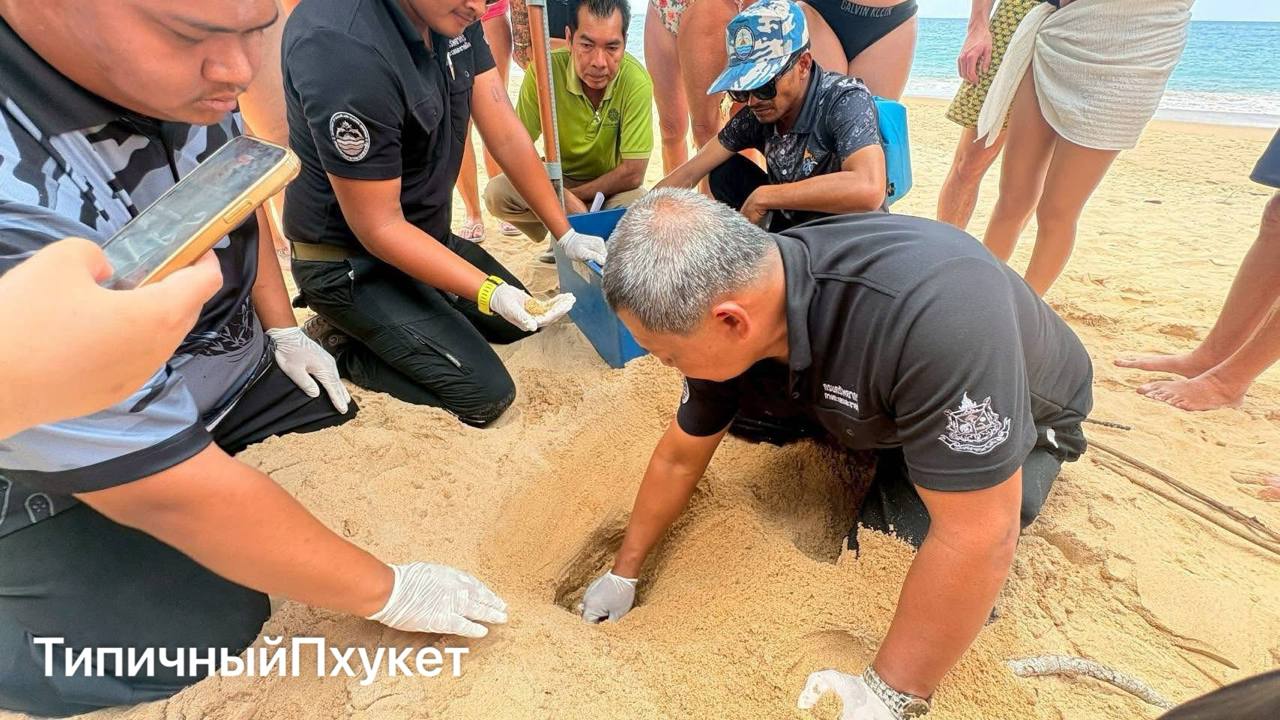 Редкое гнездо черепахи на пляже