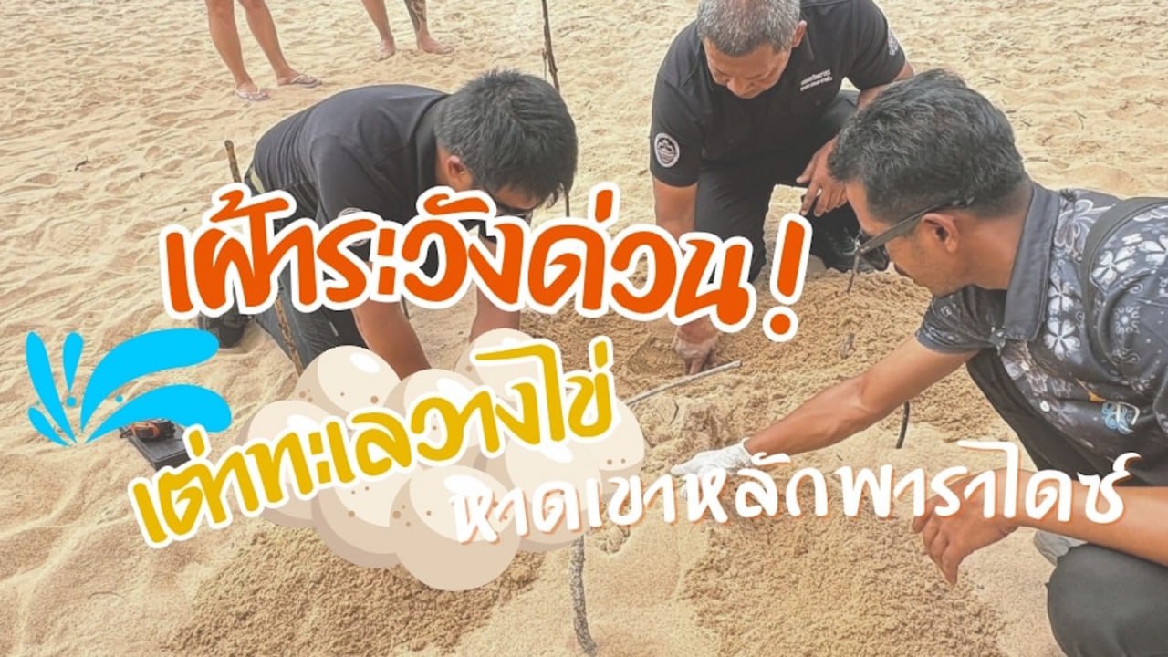 Кладка яиц морской черепахи в Кхао-Лаке