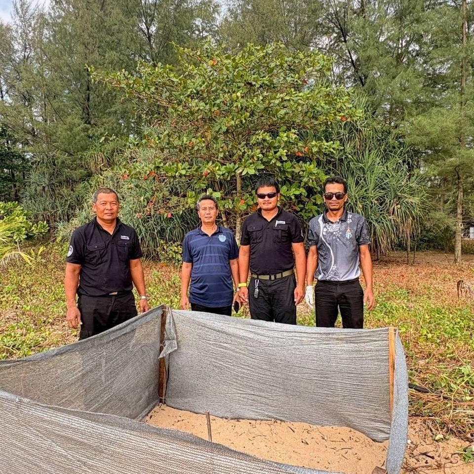 Кладка яиц морской черепахи в Кхао-Лаке