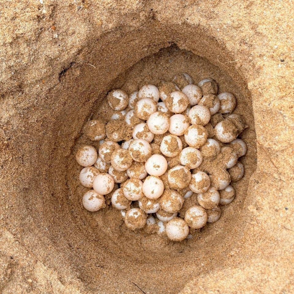 Кладка яиц морской черепахи в Кхао-Лаке