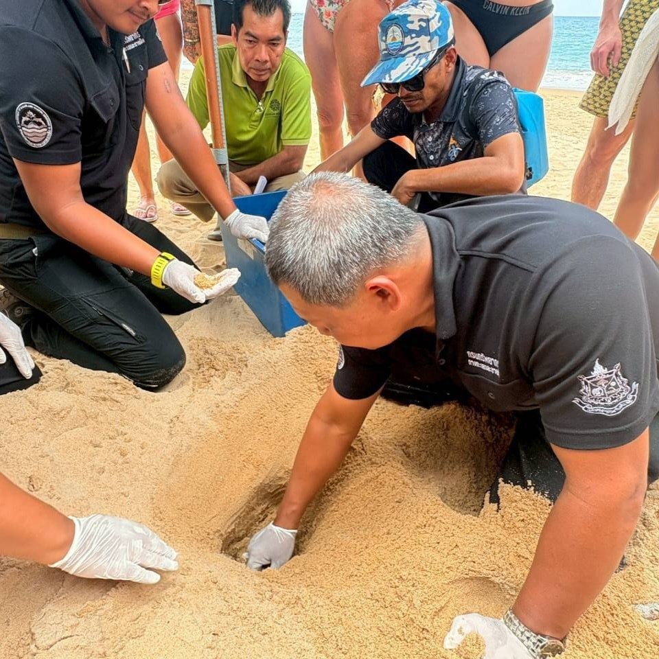 Кладка яиц морской черепахи в Кхао-Лаке