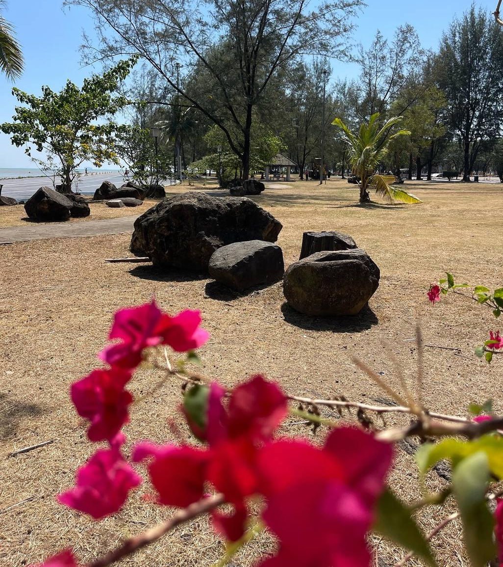 Прогулка по мосту через мангровый лес