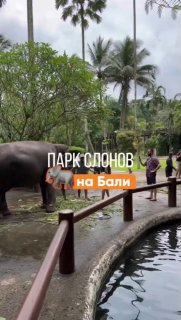 Индонезия запретила катание на слонах